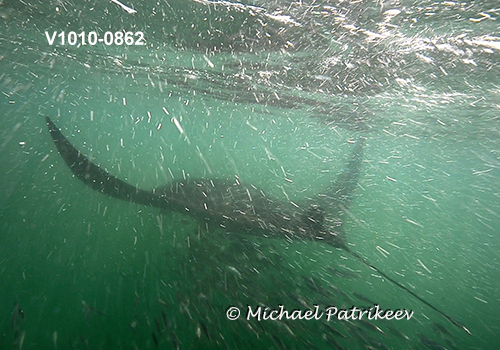 Giant Manta Ray (Mobula birostris)